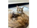 Adopt Cremie a Maine Coon
