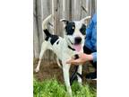 Adopt Sunshine a Jack Russell Terrier, Coonhound
