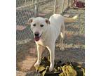 Adopt Kendell a Labrador Retriever, Siberian Husky