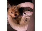 Adopt Dolly a Yorkshire Terrier