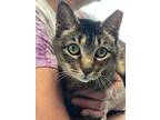 Adopt Flora a Abyssinian
