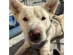 Adopt Pearl a Labrador Retriever, Mixed Breed