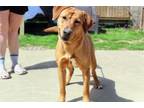 Adopt Rory a Retriever