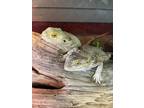 Adopt Cheech & Chong a Lizard