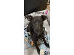 Adopt Wilma a Labrador Retriever, Whippet