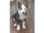 Adopt Marie a Pembroke Welsh Corgi, Australian Shepherd