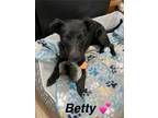 Adopt Betty a Labrador Retriever, Whippet