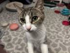 Adopt Athena a American Shorthair