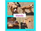 Adopt Wanda [Extended Euth] a American Staffordshire Terrier