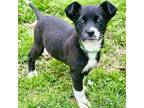 Adopt LAMP CHOP - ARRIVED IN MAINE a Mixed Breed
