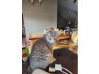 Adopt Wonder Woman Linda Carter a Tabby