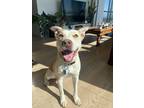 Adopt Luna a Yellow Labrador Retriever, Pit Bull Terrier