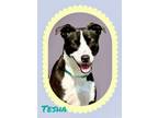 Adopt Tesha a Terrier, Mixed Breed