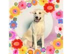 Adopt Jayne a Great Pyrenees, Labrador Retriever