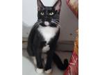 Adopt Willow a Tuxedo