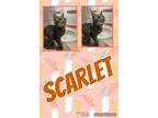 Adopt Scarlet a Domestic Short Hair