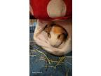 Adopt Suki a Guinea Pig