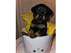 Adopt Piper Lynch (SWATT Litter) a Black and Tan Coonhound, Labrador Retriever