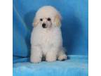 Poodle (Toy) Puppy for sale in Butler, MO, USA