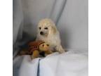 Poodle (Toy) Puppy for sale in Butler, MO, USA