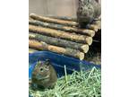 Adopt Bindi & Amelia ** BONDED PAIR ** a Degu