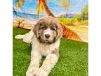 Newfoundland Puppy for sale in Cheyenne, WY, USA