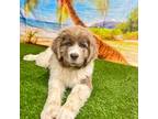 SabineFushiaAKC Newfie Pups