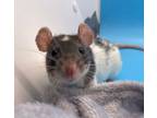 Adopt Sazon a Rat