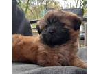 Mal-Shi Puppy for sale in Monroe, GA, USA