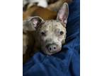 Adopt Fiona a Pit Bull Terrier
