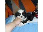 Shih Tzu Puppy for sale in Woodfin, NC, USA