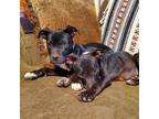 Adopt Raven & Ruger a Pit Bull Terrier
