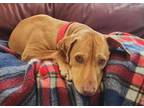 Adopt Mitzy a Hound