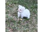 Maltese Puppy for sale in Lakefield, MN, USA