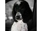 Adopt Lola a Standard Poodle