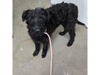 Adopt Rosie a Labrador Retriever, Standard Poodle