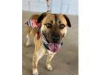 Adopt Macy a Black Mouth Cur, Mountain Dog