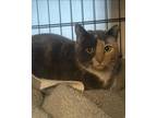 Adopt Honey-Bee a Domestic Short Hair