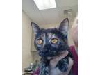 Adopt Marigold a Domestic Short Hair