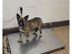 Adopt Layla a German Shepherd Dog, Belgian Shepherd / Malinois