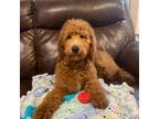 Goldendoodle Puppy for sale in Boonville, NC, USA