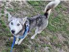 Adopt Vivian a Husky