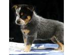 Australian Cattle Dog Puppy for sale in Chillicothe, MO, USA