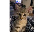 Adopt Sally a Tabby