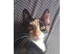 Adopt Jackie a Domestic Short Hair