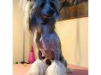 Chinese Crested Puppy for sale in Ringgold, GA, USA