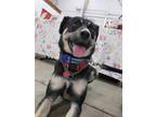 Adopt Ava a Husky, Mixed Breed