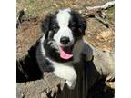 Australian Shepherd Puppy for sale in Lake Arrowhead, CA, USA