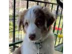 Australian Shepherd Puppy for sale in Lake Arrowhead, CA, USA