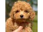 Cavapoo Puppy for sale in Pine Mountain, GA, USA